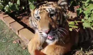 虎落平阳被犬欺全文